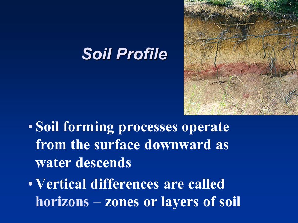 Soil Profile Soil forming processes operate from the surface downward as water descends Vertical differences are called horizons – zones or layers of soil