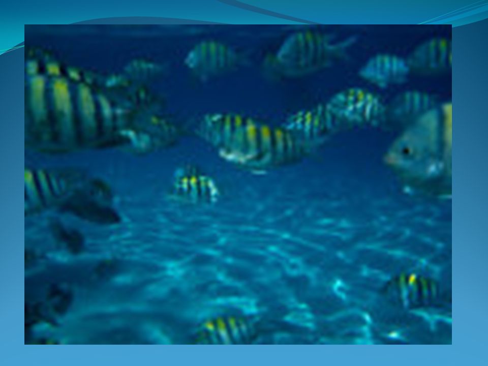 marine fish ppt download