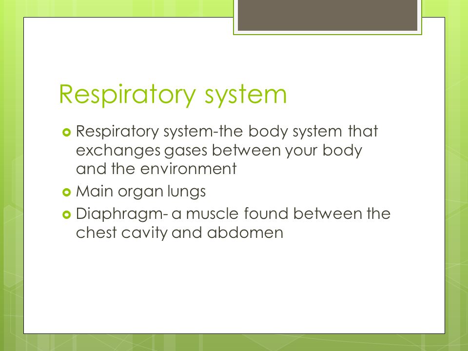 Respiratory system  Respiratory system-the body system that exchanges gases between your body and the environment  Main organ lungs  Diaphragm- a muscle found between the chest cavity and abdomen