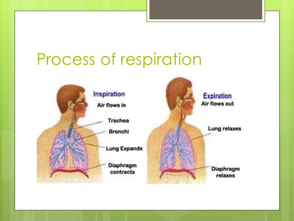 Process of respiration