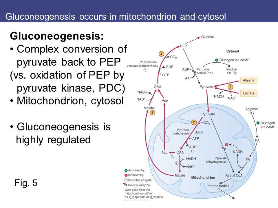 Gluconeogenesis occurs in mitochondrion and cytosol Fig.