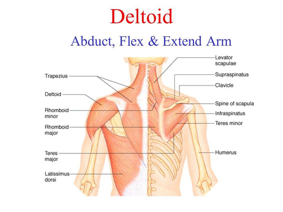 Rhomboid Major and Minor