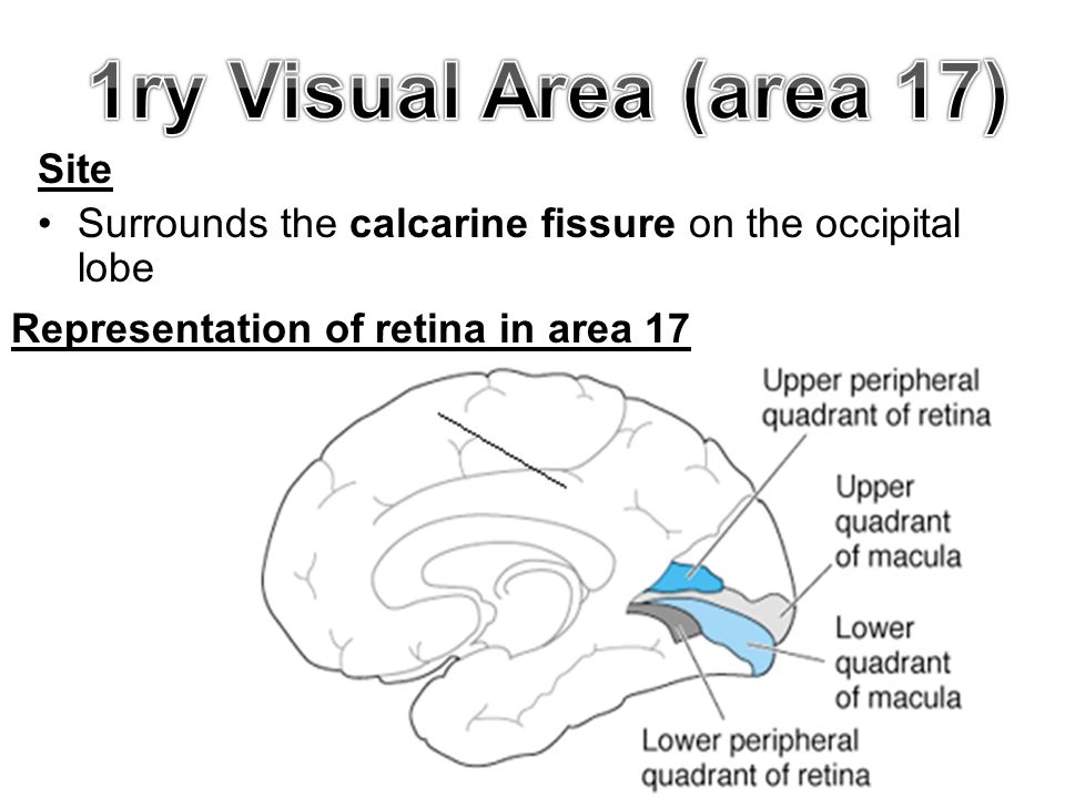 Site Surrounds the calcarine fissure on the occipital lobe Representation of retina in area 17