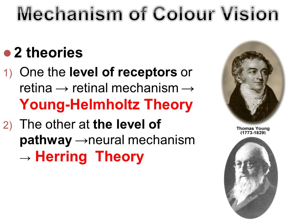 2 theories 1) One the level of receptors or retina → retinal mechanism → Young-Helmholtz Theory 2) The other at the level of pathway →neural mechanism → Herring Theory