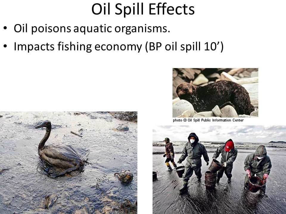 Oil Spill Effects Oil poisons aquatic organisms. Impacts fishing economy (BP oil spill 10’)