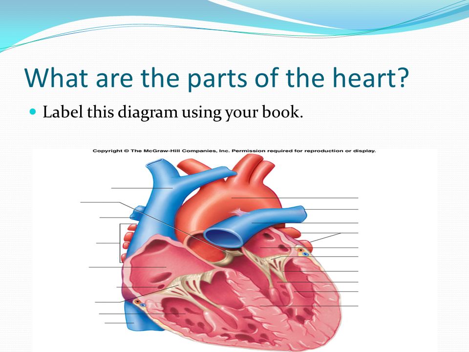 What Parts Make Up The Circulatory System Heart Vessels Veins