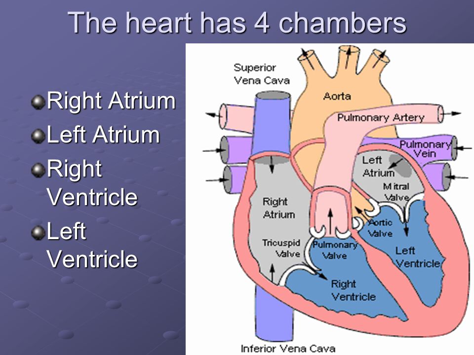 The heart has 4 chambers Right Atrium Left Atrium Right Ventricle Left Ventricle