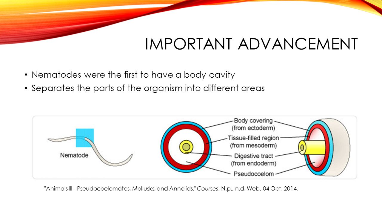 IMPORTANT ADVANCEMENT Nematodes were the first to have a body cavity Separates the parts of the organism into different areas Animals III - Pseudocoelomates, Mollusks, and Annelids. Courses.