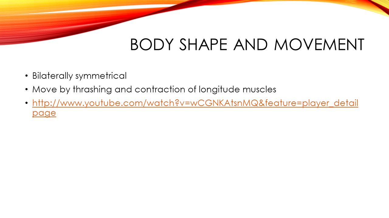 BODY SHAPE AND MOVEMENT Bilaterally symmetrical Move by thrashing and contraction of longitude muscles   v=wCGNKAtsnMQ&feature=player_detail page   v=wCGNKAtsnMQ&feature=player_detail page