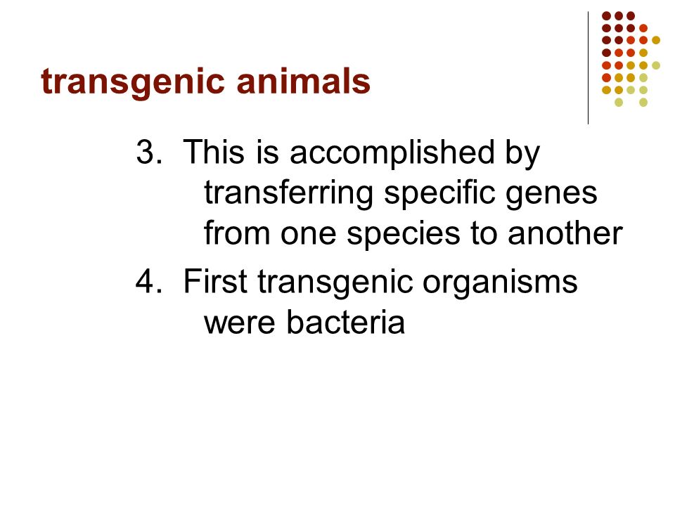 transgenic animals 3.