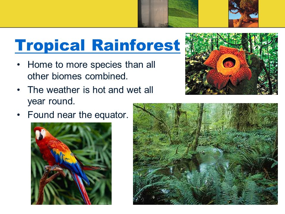 Tropical Rainforest Home to more species than all other biomes combined.