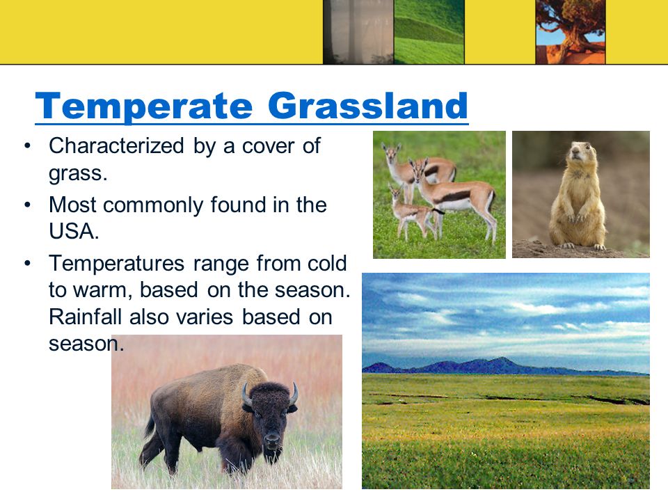 Temperate Grassland Characterized by a cover of grass.