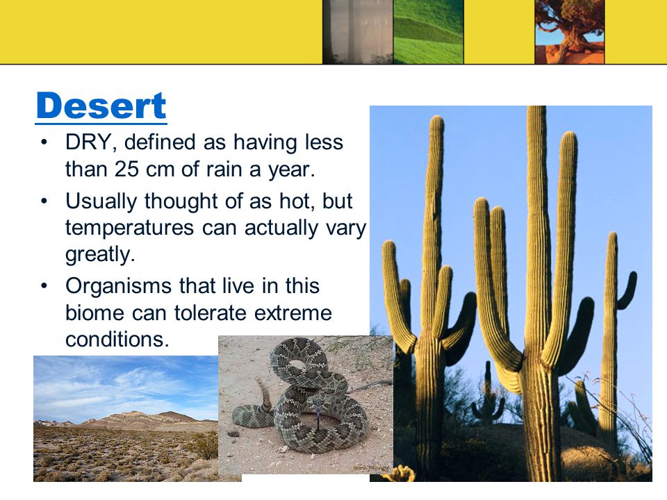Desert DRY, defined as having less than 25 cm of rain a year.