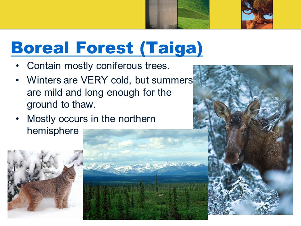 Boreal Forest (Taiga) Contain mostly coniferous trees.