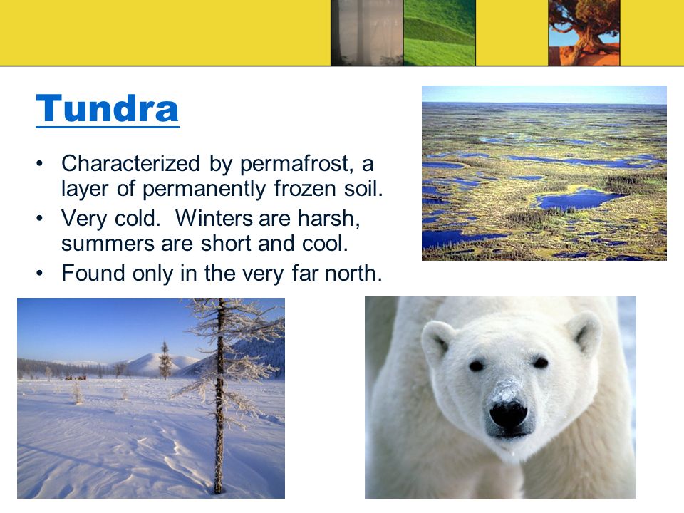 Tundra Characterized by permafrost, a layer of permanently frozen soil.
