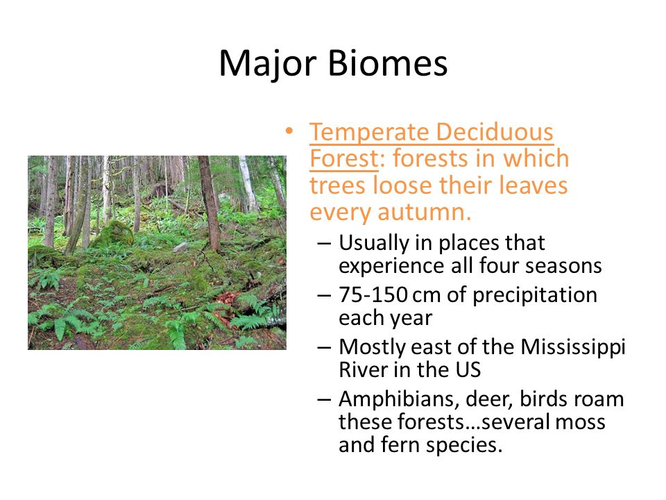 Major Biomes Temperate Deciduous Forest: forests in which trees loose their leaves every autumn.