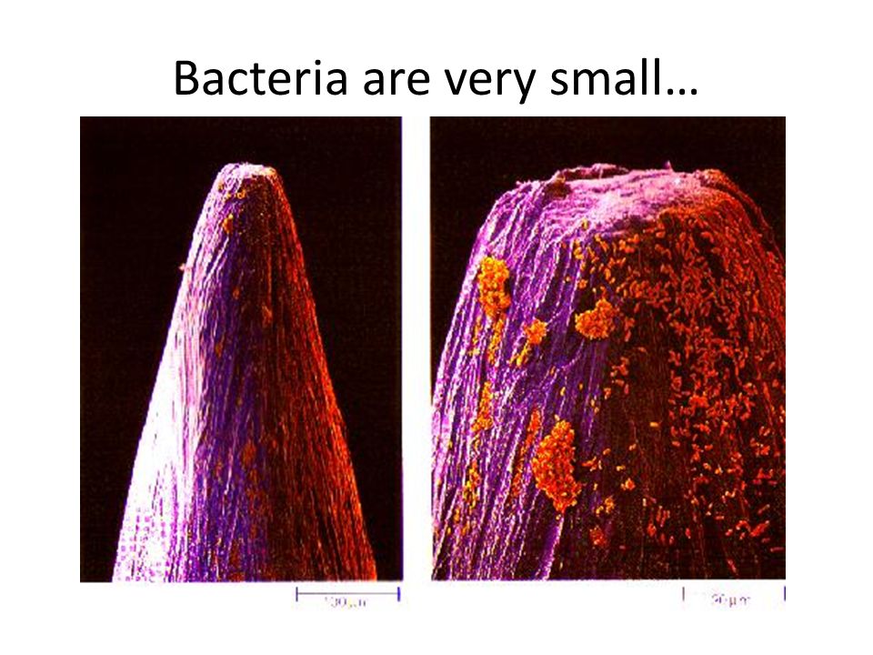 Bacteria are very small…