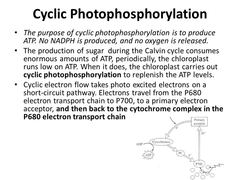Cyclic Photophosphorylation The purpose of cyclic photophosphorylation is to produce ATP.