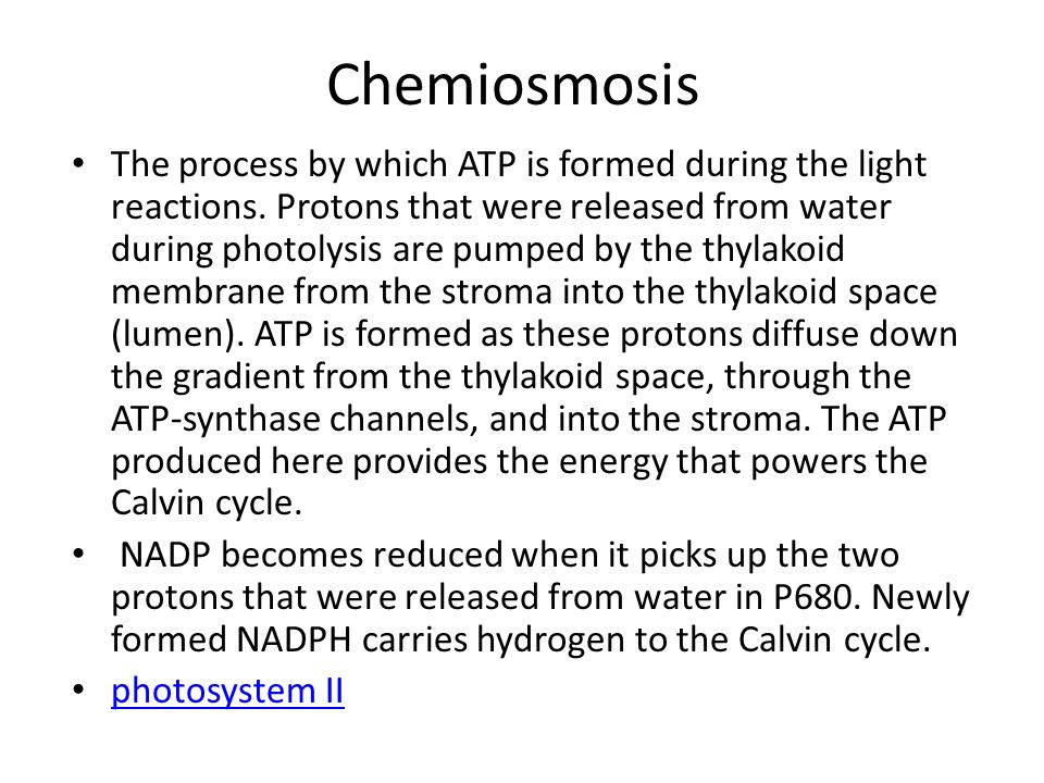 Chemiosmosis The process by which ATP is formed during the light reactions.
