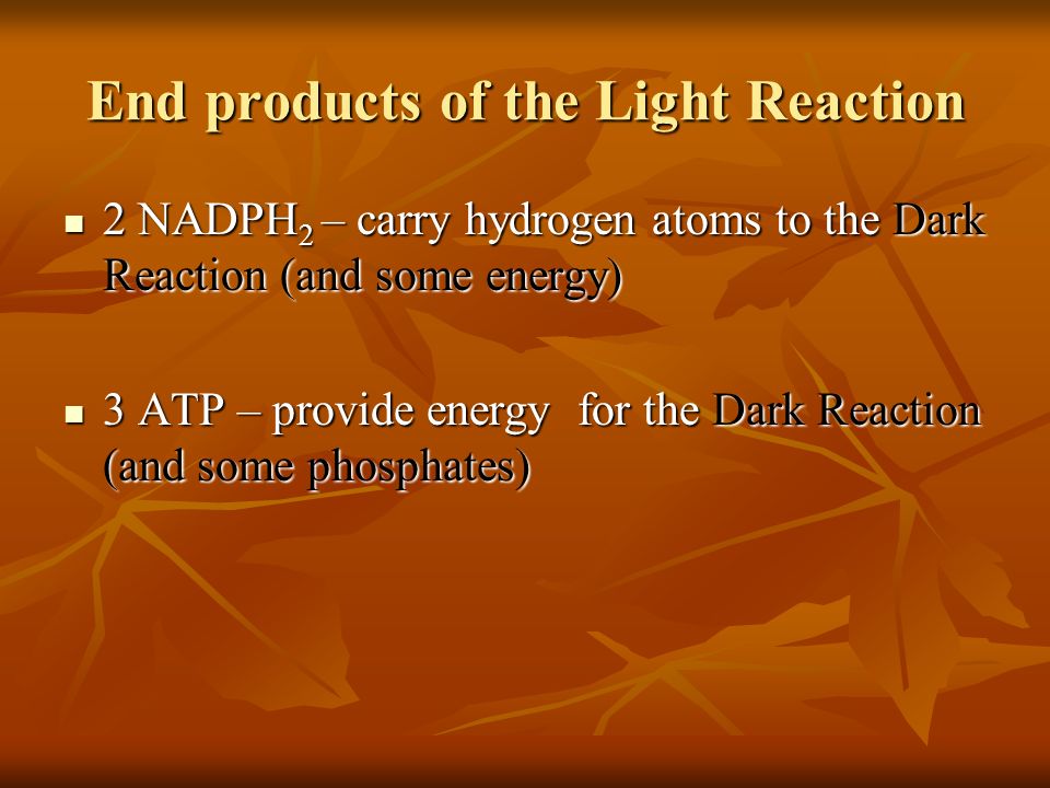 End products of the Light Reaction 2 NADPH 2 – carry hydrogen atoms to the Dark Reaction (and some energy) 2 NADPH 2 – carry hydrogen atoms to the Dark Reaction (and some energy) 3 ATP – provide energy for the Dark Reaction (and some phosphates) 3 ATP – provide energy for the Dark Reaction (and some phosphates)