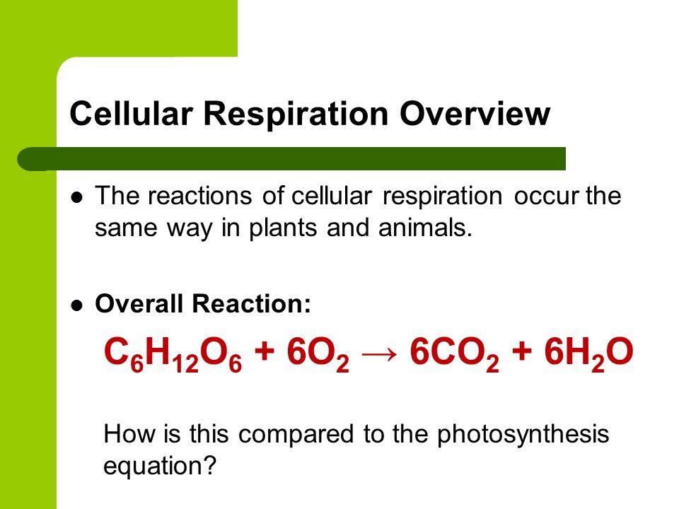 Photosynthesis and Cellular Respiration. How do cells obtain ...