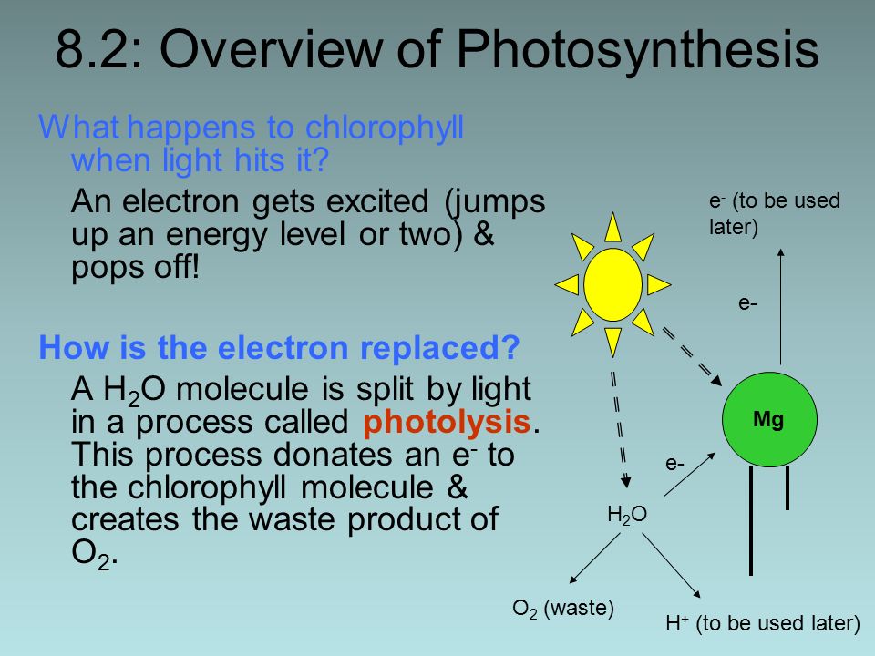 8.2: Overview of Photosynthesis What happens to chlorophyll when light hits it.