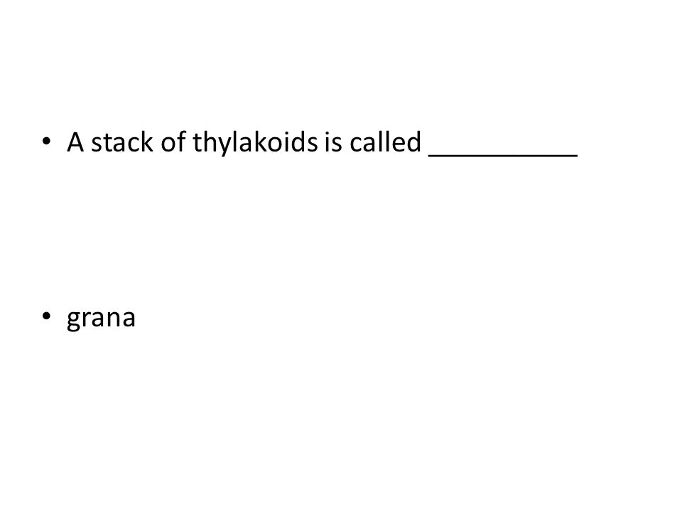 A stack of thylakoids is called __________ grana