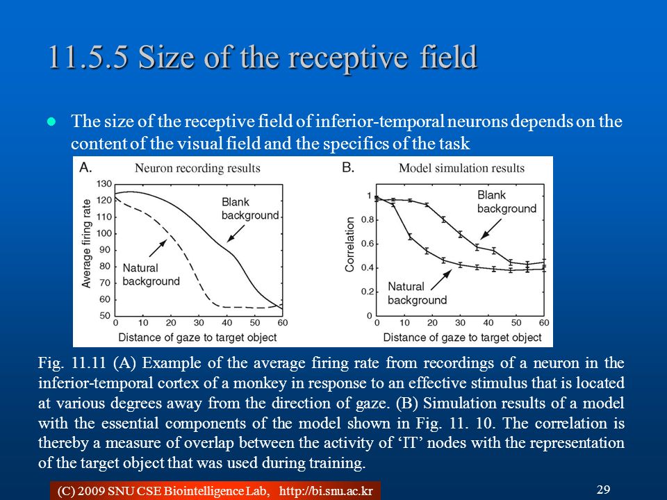 (C) 2009 SNU CSE Biointelligence Lab, Size of the receptive field The size of the receptive field of inferior-temporal neurons depends on the content of the visual field and the specifics of the task 29 Fig.