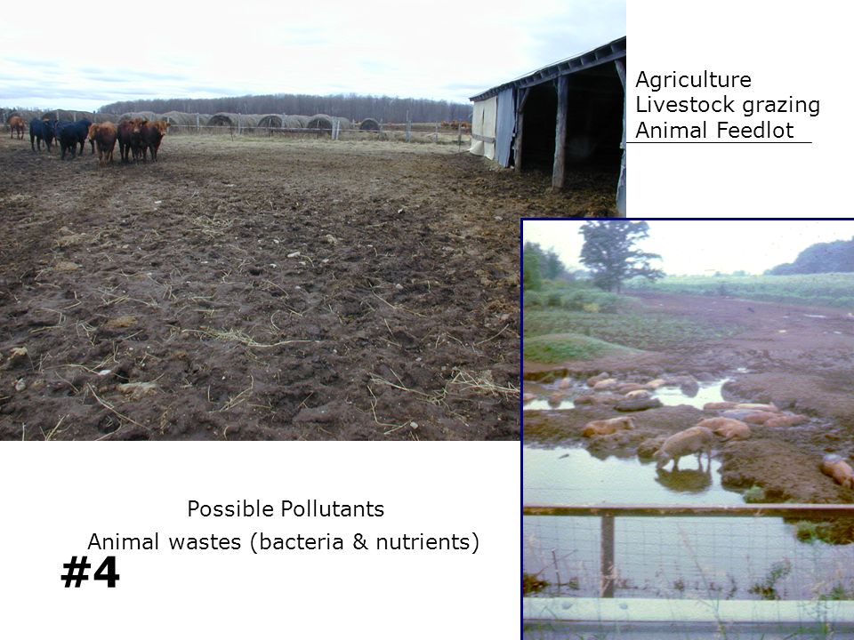 #4 Agriculture Livestock grazing Animal Feedlot Animal wastes (bacteria & nutrients) Possible Pollutants