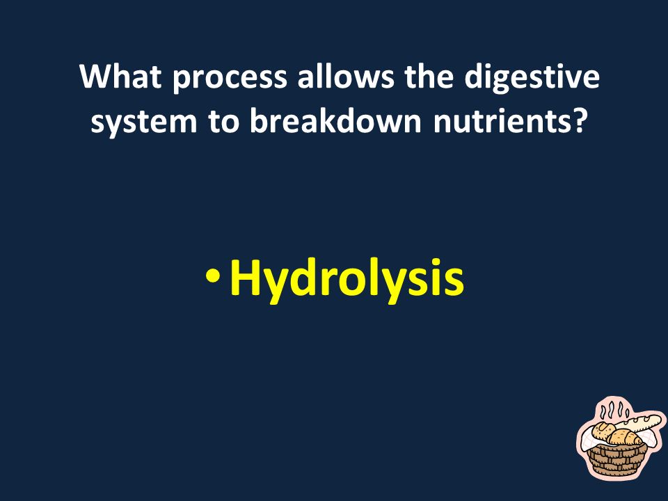 What process allows the digestive system to breakdown nutrients Hydrolysis