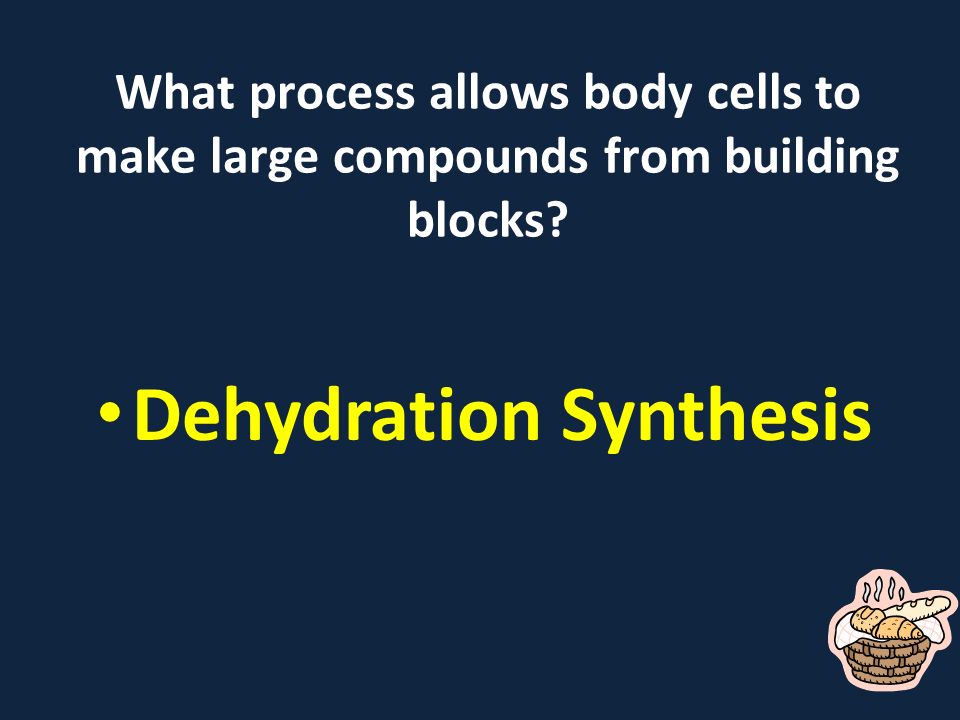 What process allows body cells to make large compounds from building blocks Dehydration Synthesis