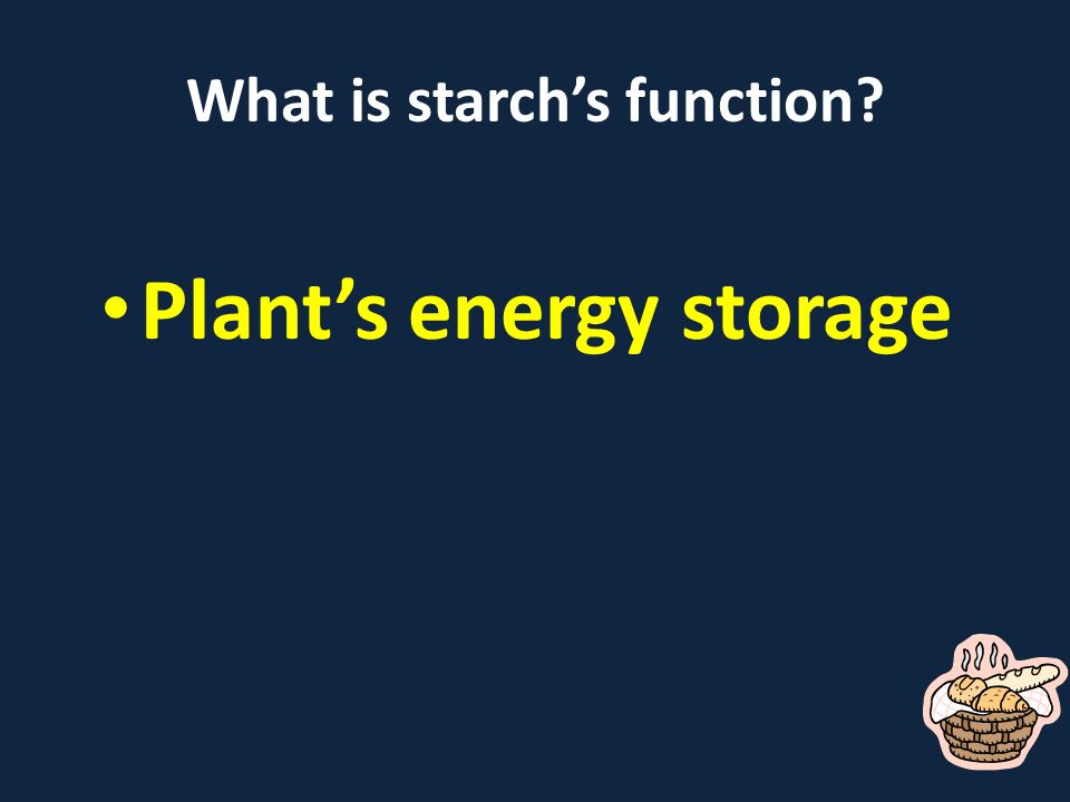 What is starch’s function Plant’s energy storage
