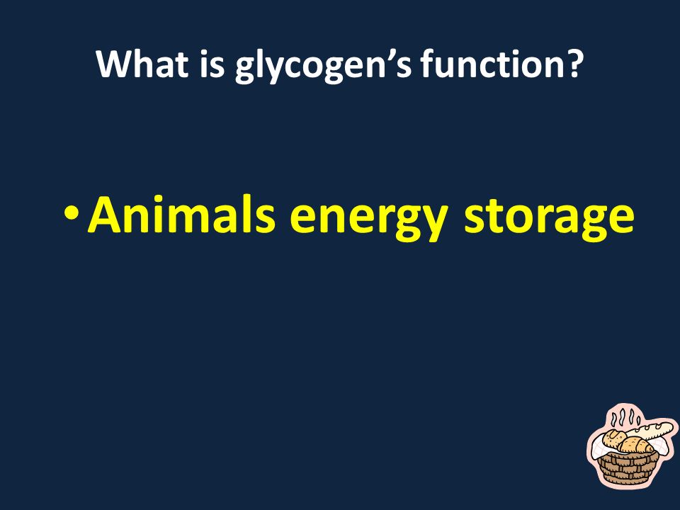 What is glycogen’s function Animals energy storage