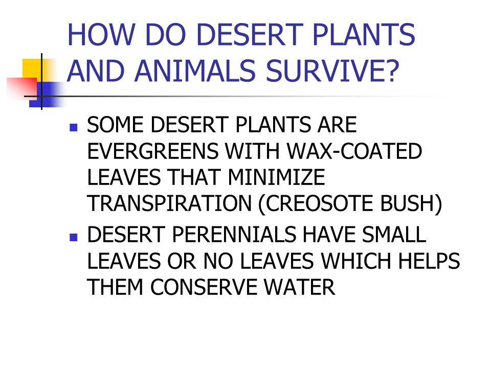 HOW DO DESERT PLANTS AND ANIMALS SURVIVE.