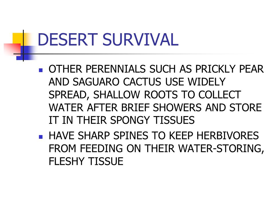 DESERT SURVIVAL OTHER PERENNIALS SUCH AS PRICKLY PEAR AND SAGUARO CACTUS USE WIDELY SPREAD, SHALLOW ROOTS TO COLLECT WATER AFTER BRIEF SHOWERS AND STORE IT IN THEIR SPONGY TISSUES HAVE SHARP SPINES TO KEEP HERBIVORES FROM FEEDING ON THEIR WATER-STORING, FLESHY TISSUE