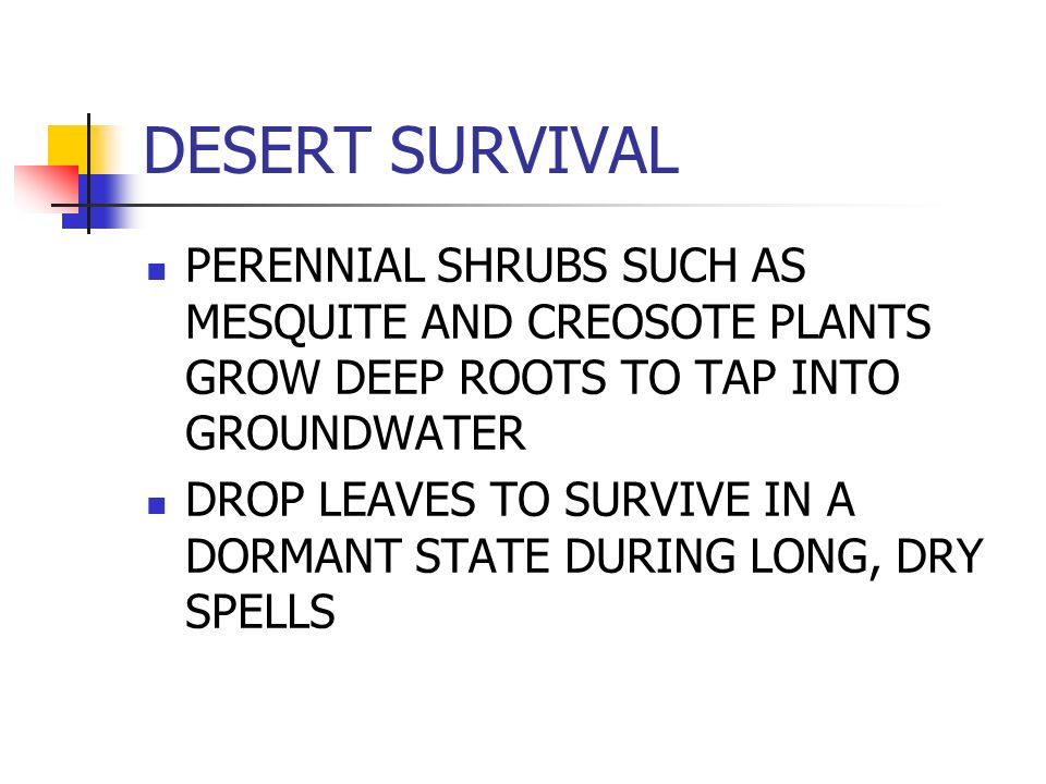 DESERT SURVIVAL PERENNIAL SHRUBS SUCH AS MESQUITE AND CREOSOTE PLANTS GROW DEEP ROOTS TO TAP INTO GROUNDWATER DROP LEAVES TO SURVIVE IN A DORMANT STATE DURING LONG, DRY SPELLS