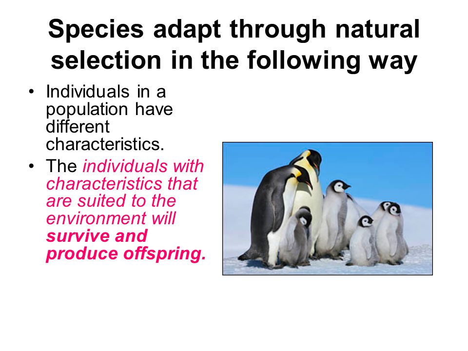 Adaptation “Survival of the Fittest”. Adapting to the environment Species  (both plants and animals) evolve or change over time in response to changes.  - ppt download