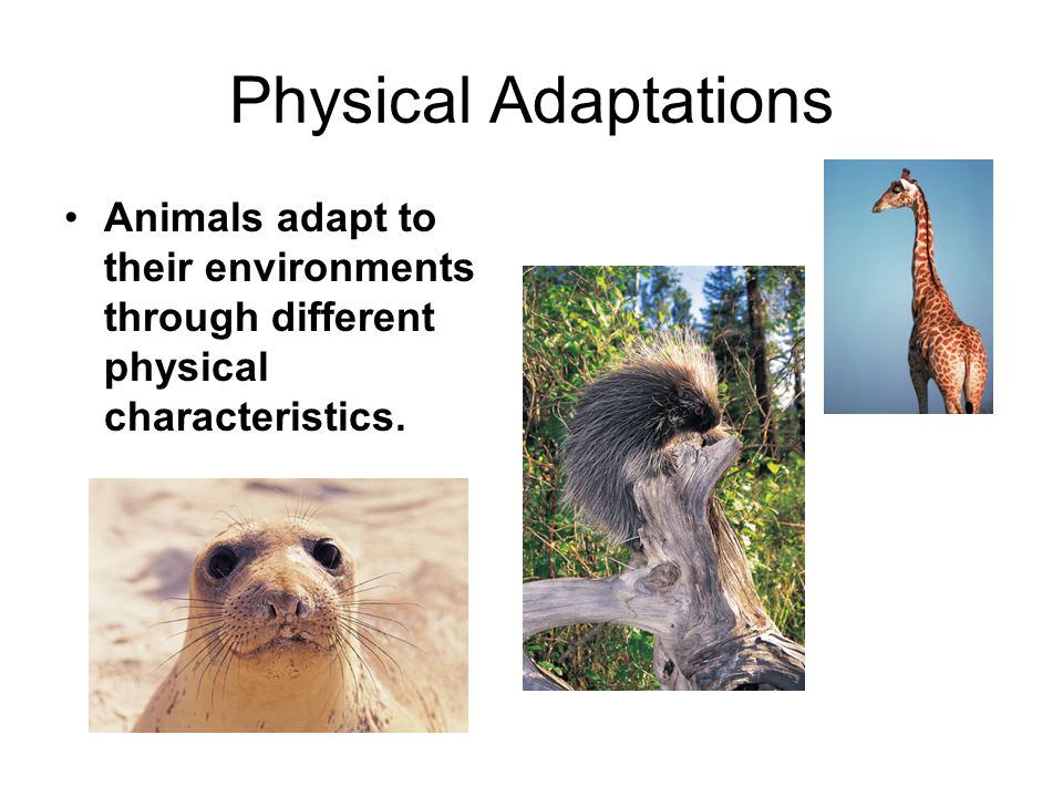 Adaptation “Survival of the Fittest”. Adapting to the environment Species  (both plants and animals) evolve or change over time in response to  changes. - ppt download