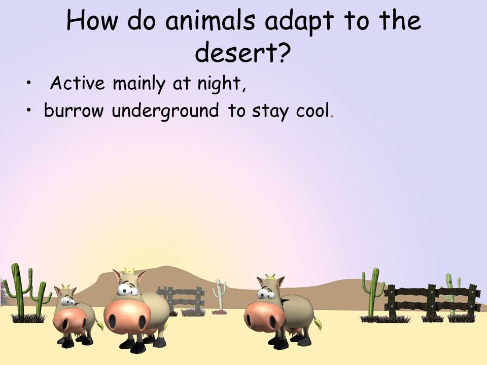 How do animals adapt to the desert Active mainly at night, burrow underground to stay cool.