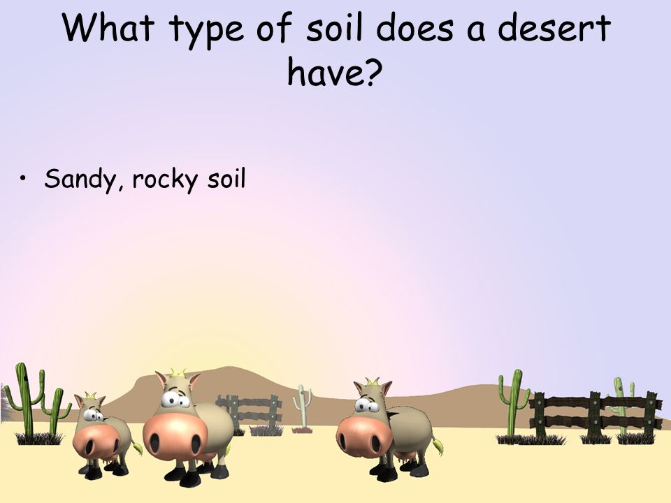 What type of soil does a desert have Sandy, rocky soil
