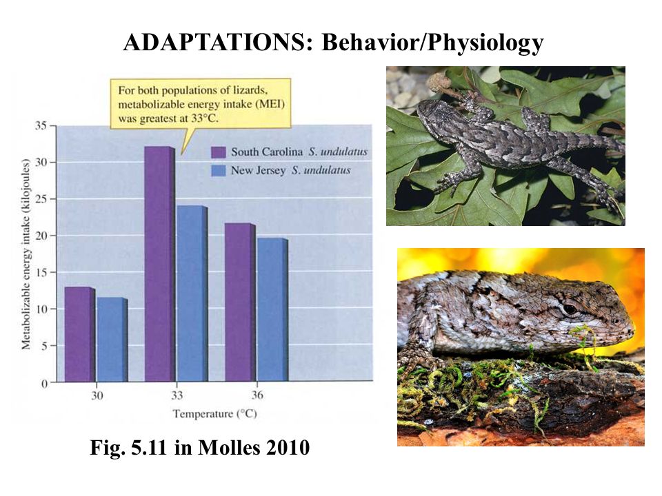 Fig in Molles 2010 ADAPTATIONS: Behavior/Physiology