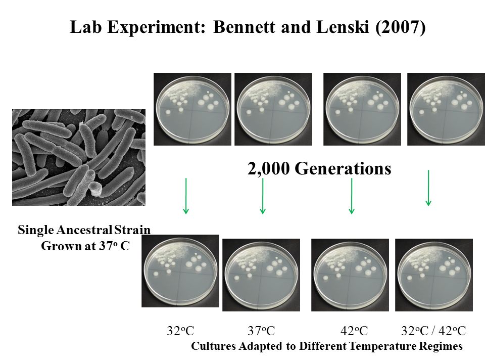 Lab Experiment: Bennett and Lenski (2007) Single Ancestral Strain Grown at 37 o C 2,000 Generations 32 o C37 o C42 o C32 o C / 42 o C Cultures Adapted to Different Temperature Regimes