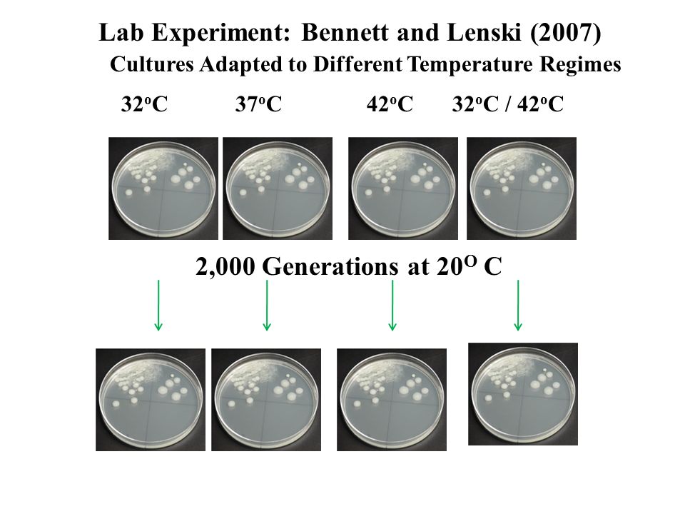 Lab Experiment: Bennett and Lenski (2007) 2,000 Generations at 20 O C 32 o C37 o C42 o C32 o C / 42 o C Cultures Adapted to Different Temperature Regimes