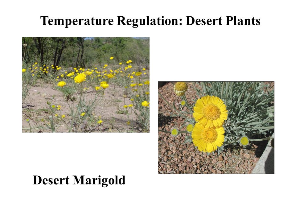 Temperature Regulation: Desert Plants Desert Marigold