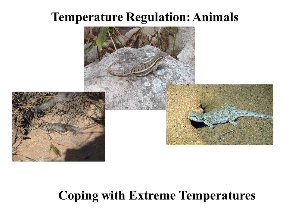 Coping with Extreme Temperatures
