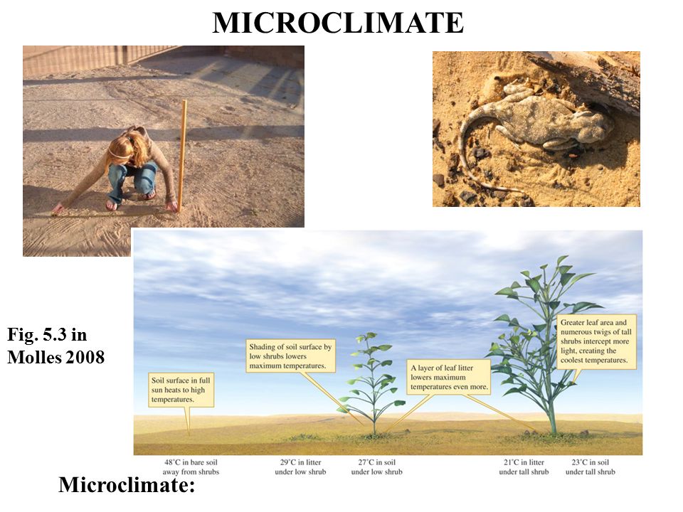 MICROCLIMATE Fig. 5.3 in Molles 2008 Microclimate: