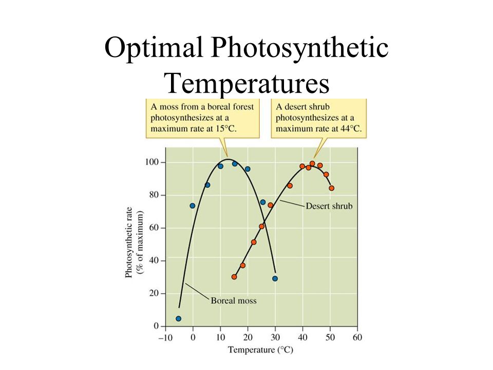 Optimal Photosynthetic Temperatures