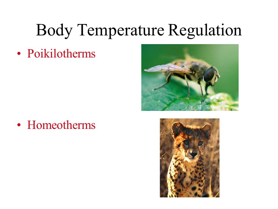 Body Temperature Regulation Poikilotherms Homeotherms