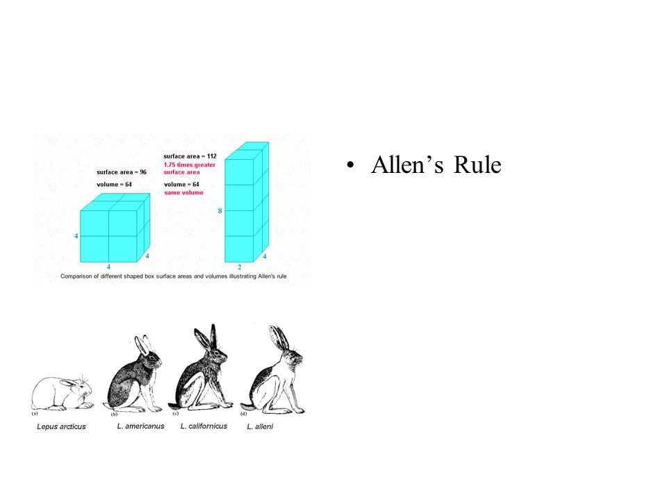 Allen’s Rule