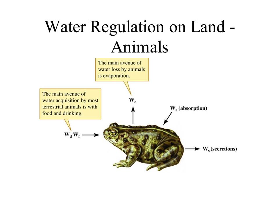 Water Regulation on Land - Animals